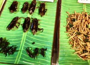 Assortment of edible bugs