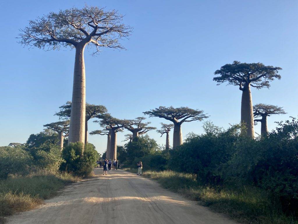 avenue of the baobabs