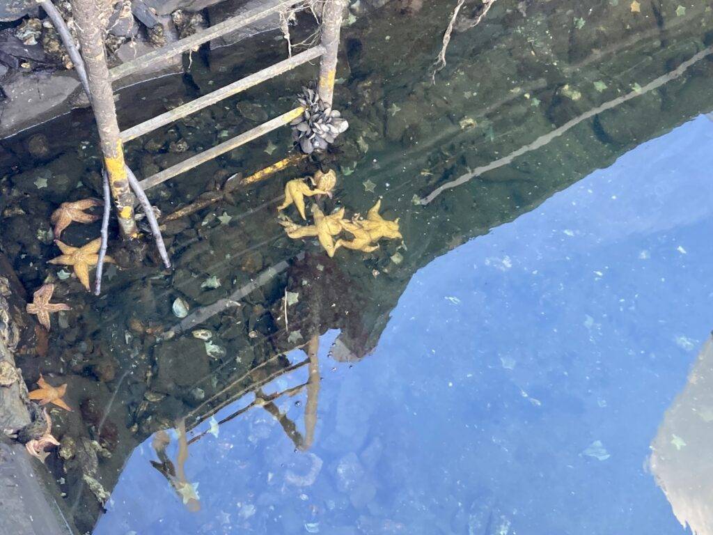 Hobart starfish