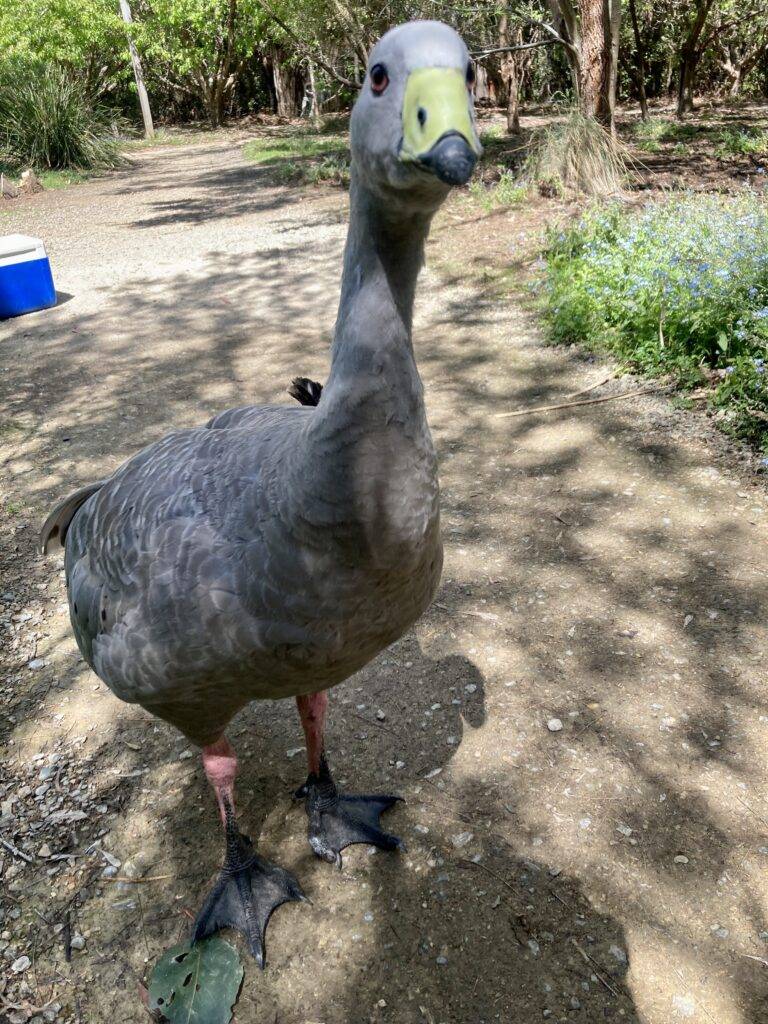 Cape Barren Goose