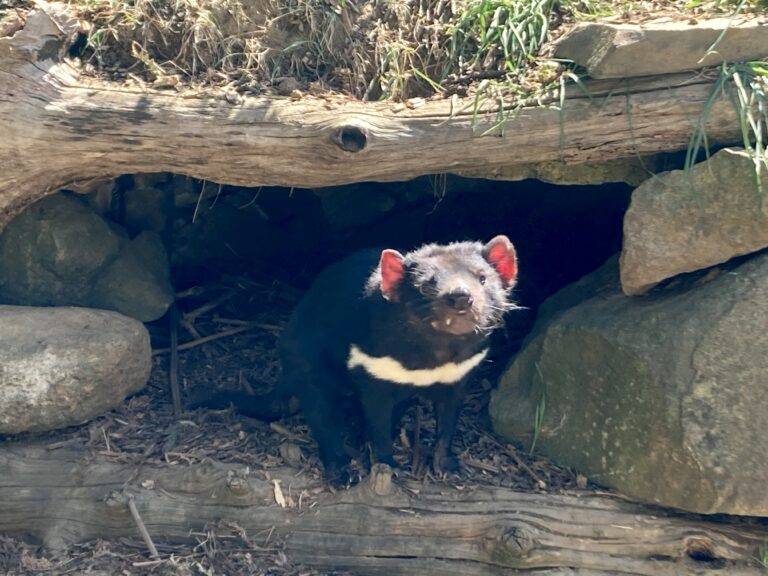 Tasmanian Devil