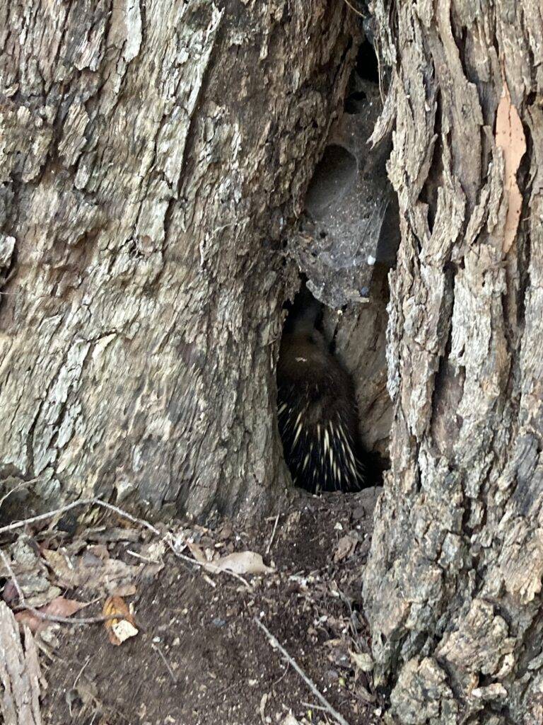 echidna tasmania