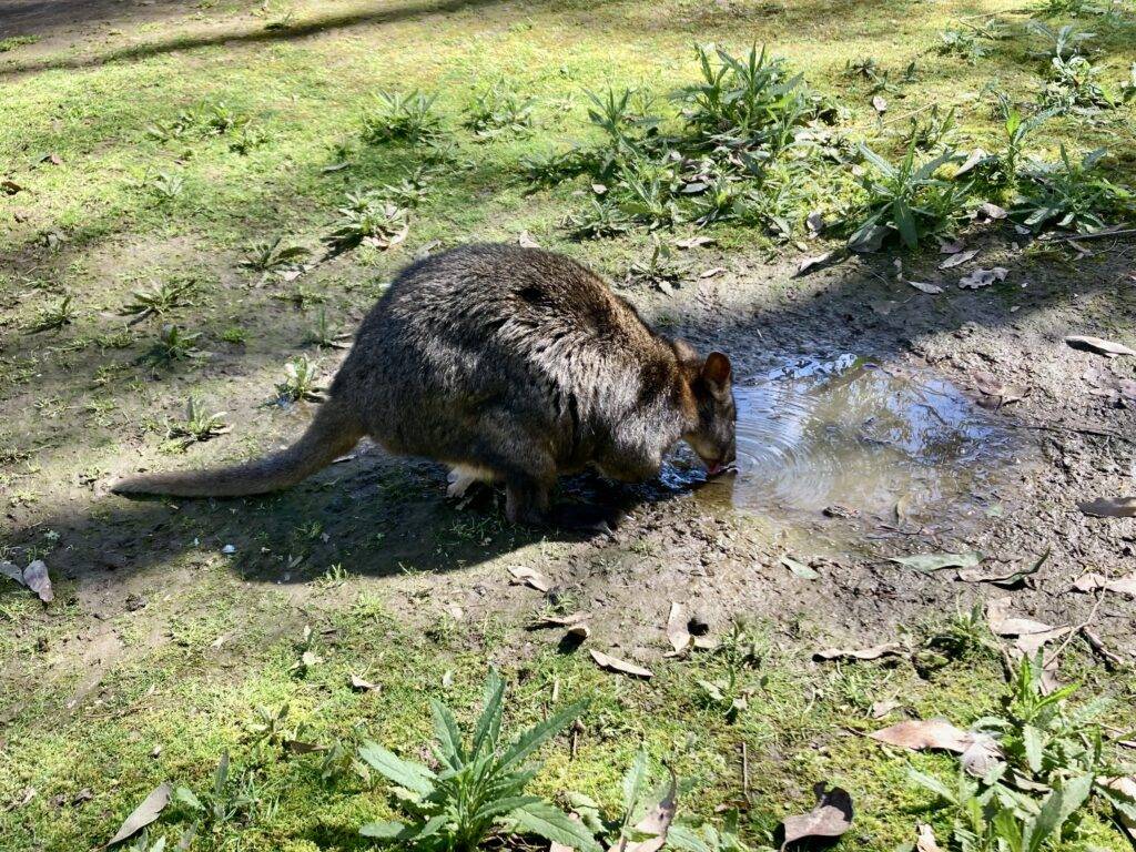 Tasmanian Pademelon