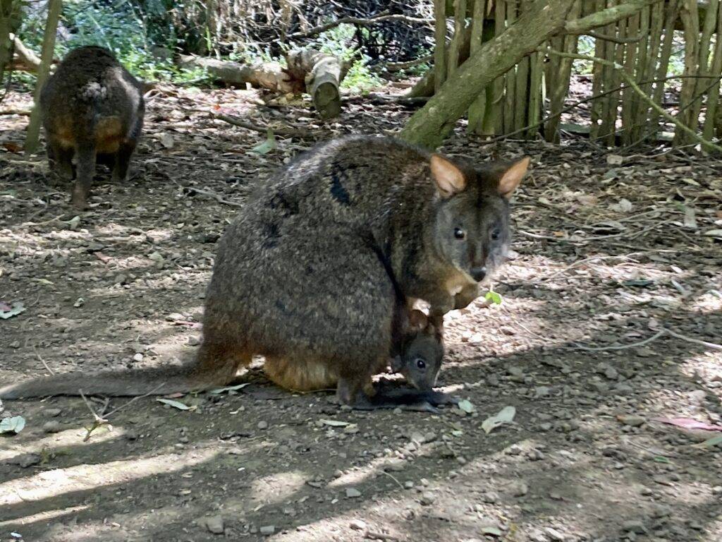 Tasmanian pademelon with baby