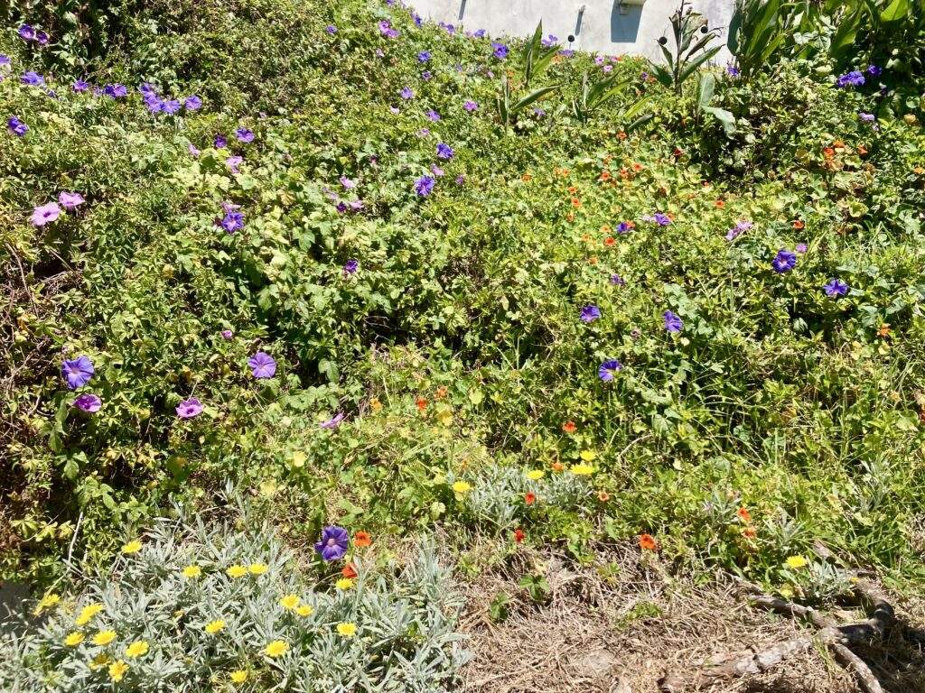 Flowers along Coastal Walk
