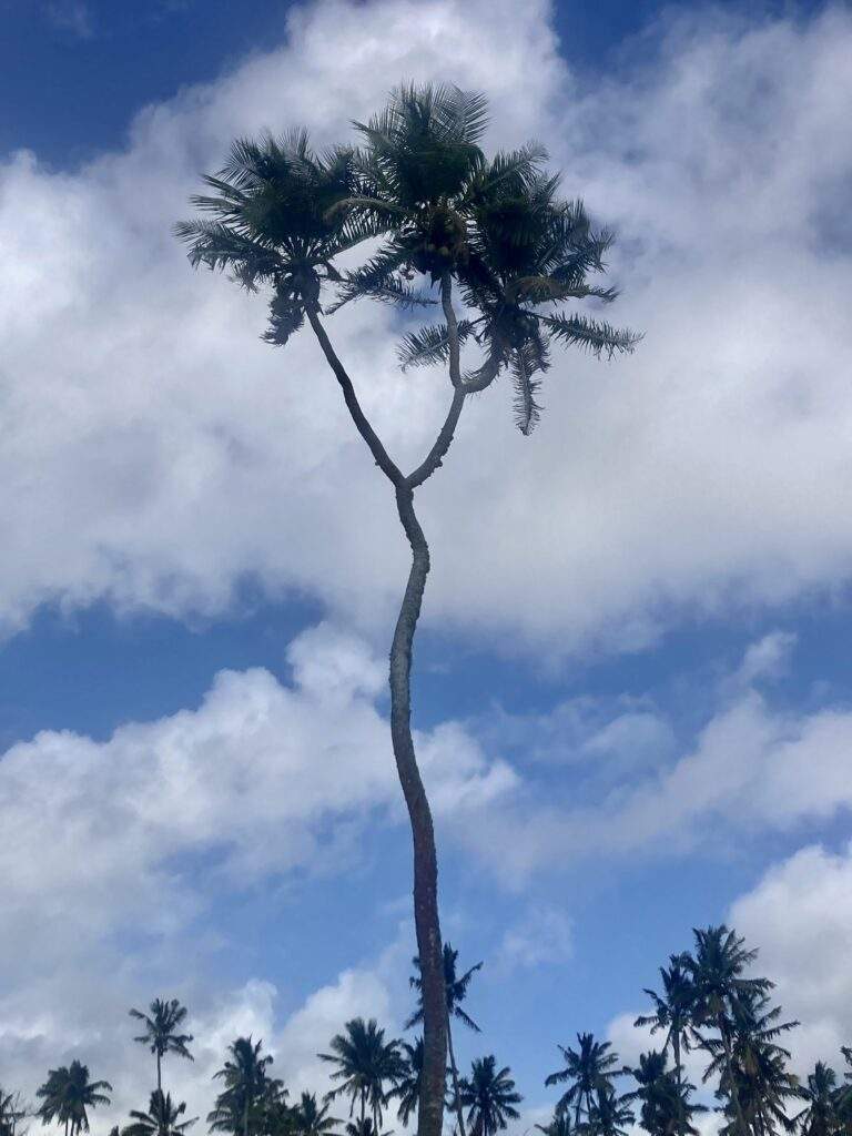 3 Headed Coconut