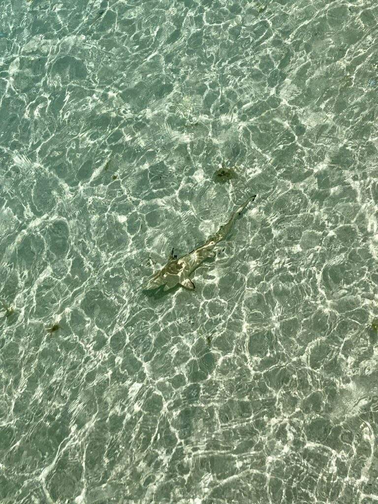 Blacktip Reef Shark