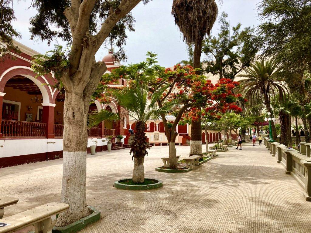 Trees and architecture in Huacachina