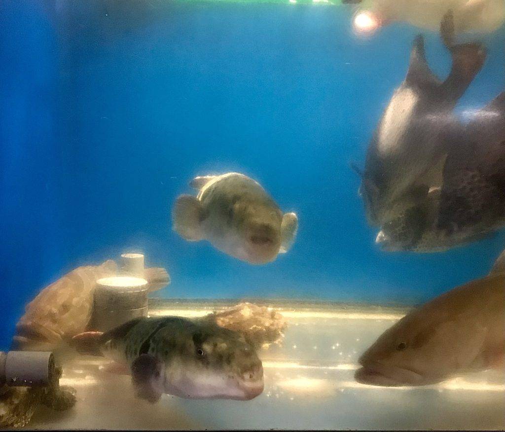 pufferfish in fish tank