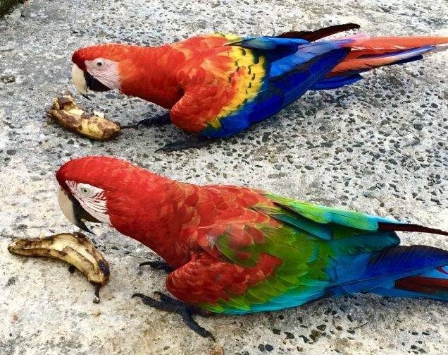 wild parrots eating bananas