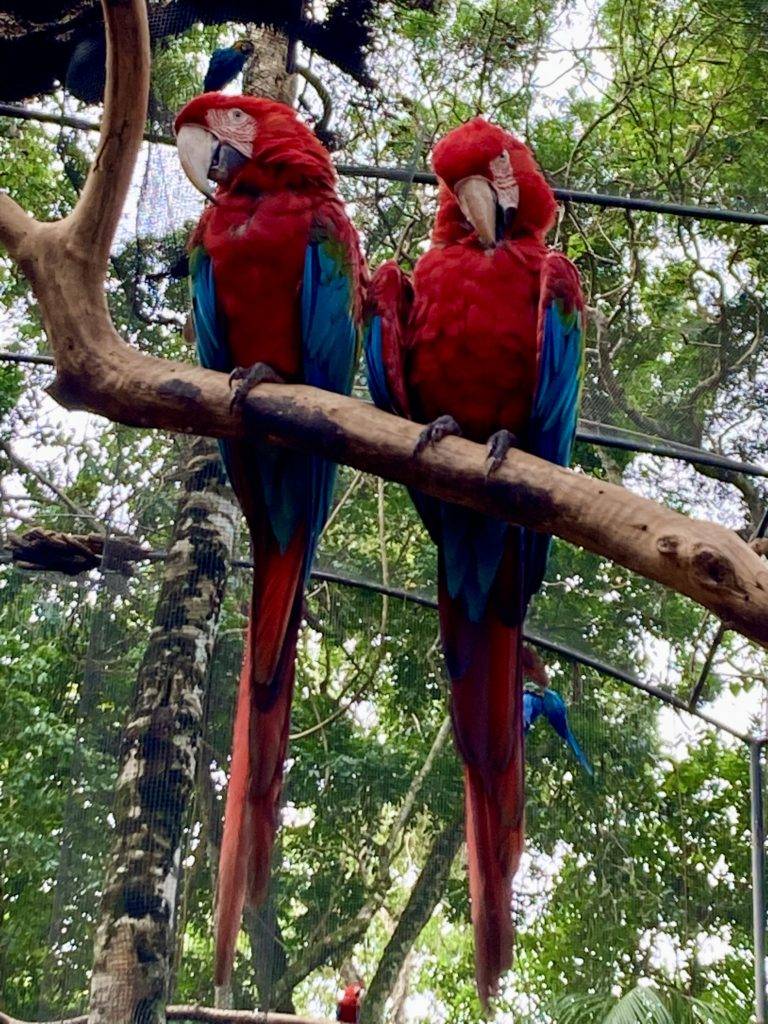 Two Guacamayas, Parque das Aves