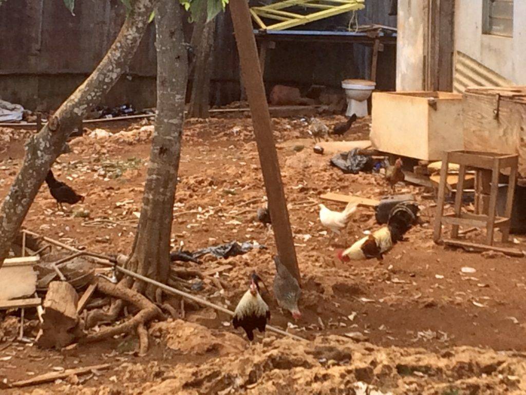 Chickens in Negril