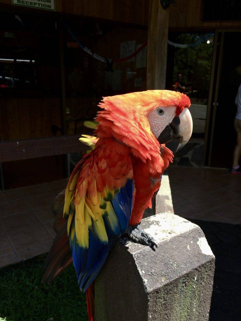 Monteverde Macaw