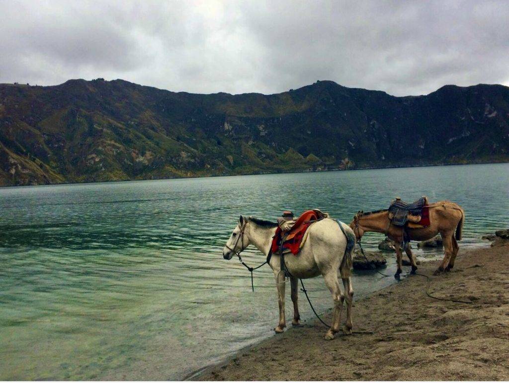 horses drinking in quilotoa