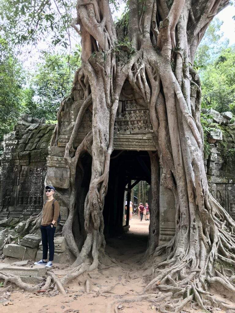 Tree growing on temple Angkor Wat