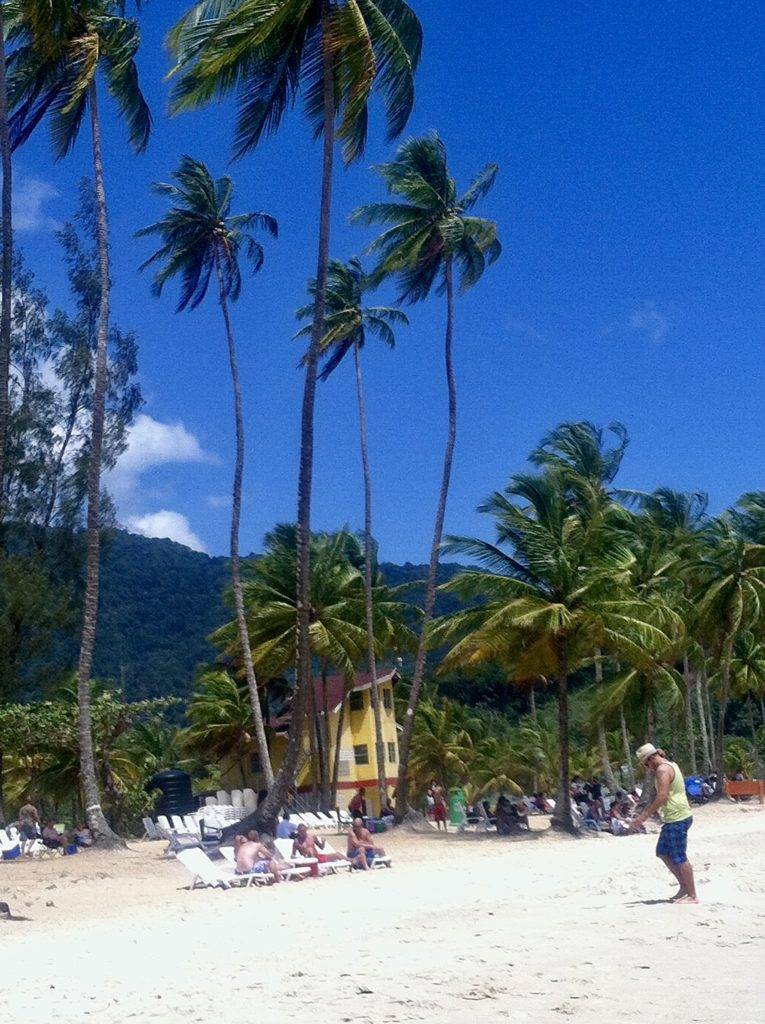 palm trees on maracas bay beach