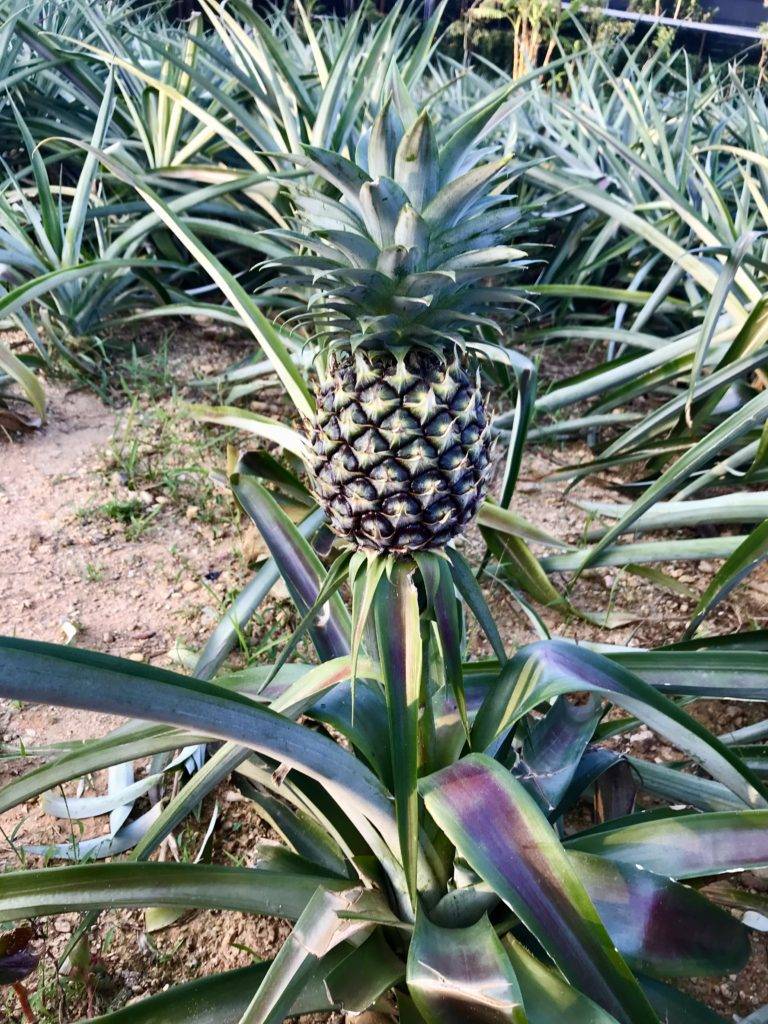 Pineapple park in Okinawa