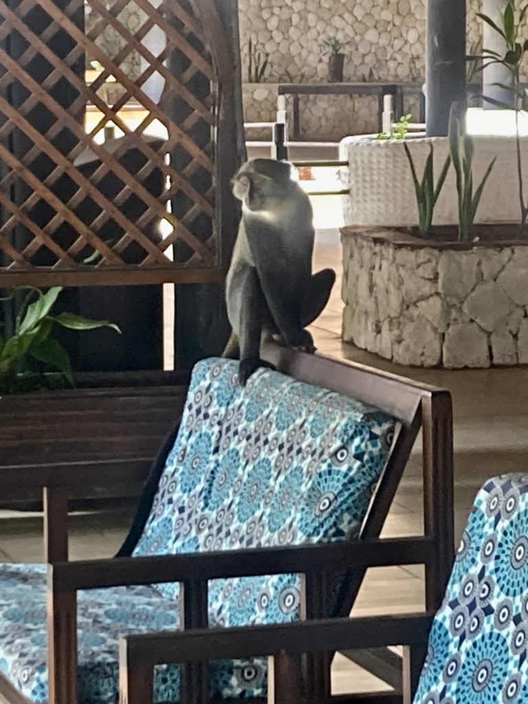 vervet monkey in hotel