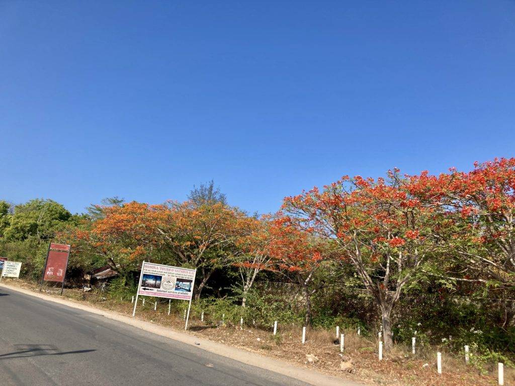 colorful trees in diani, kenya
