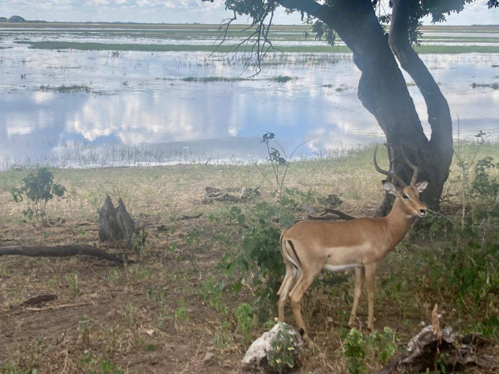 Impala in front of the Chobe River.