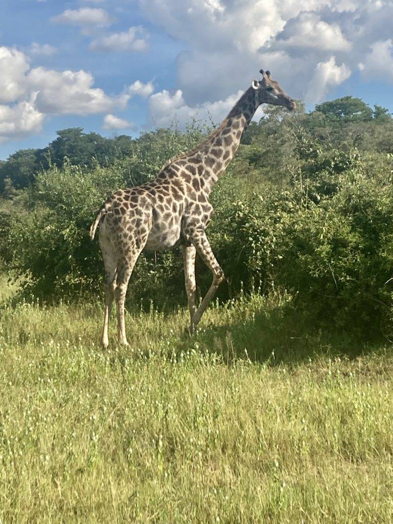chobe safari botswana