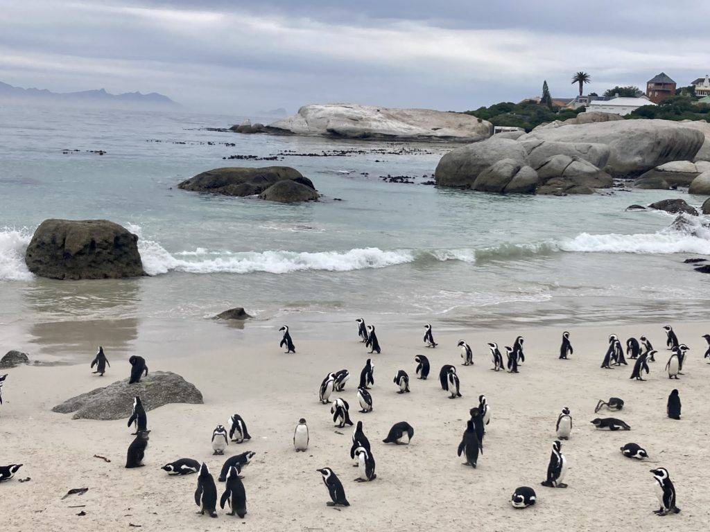 Boulder Beach penguin colony