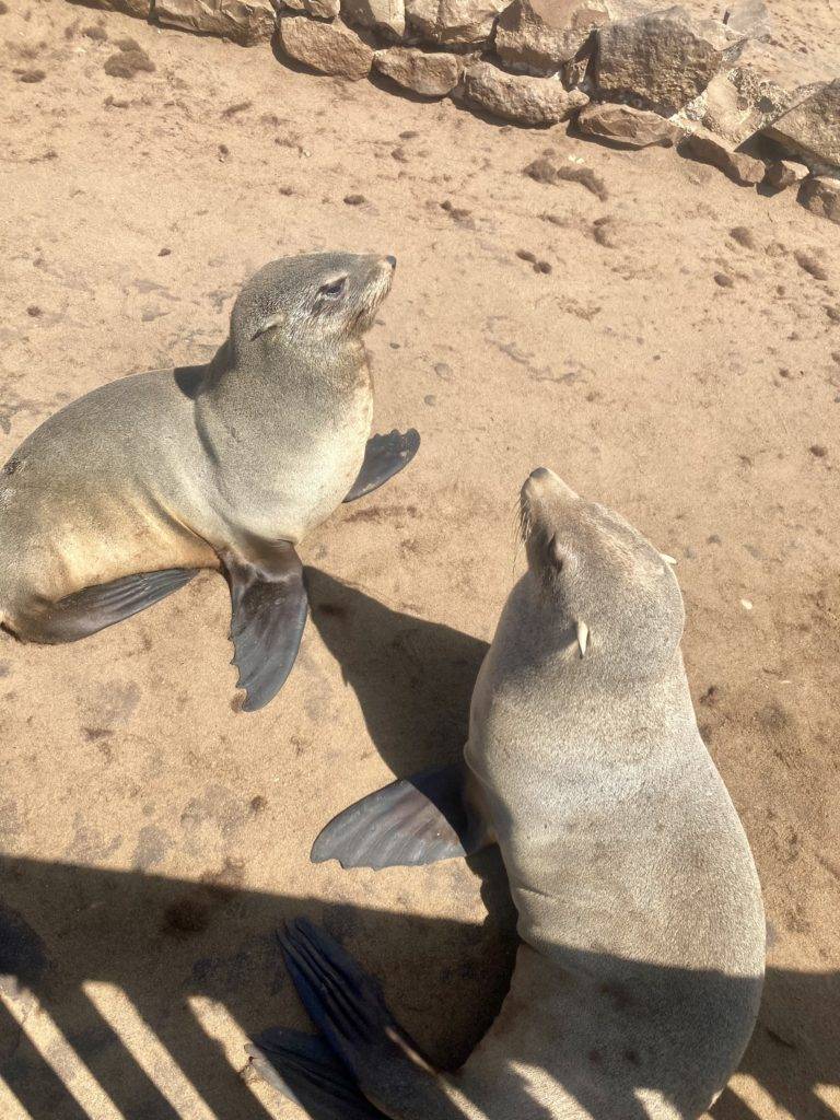 Two Cape fur seals
