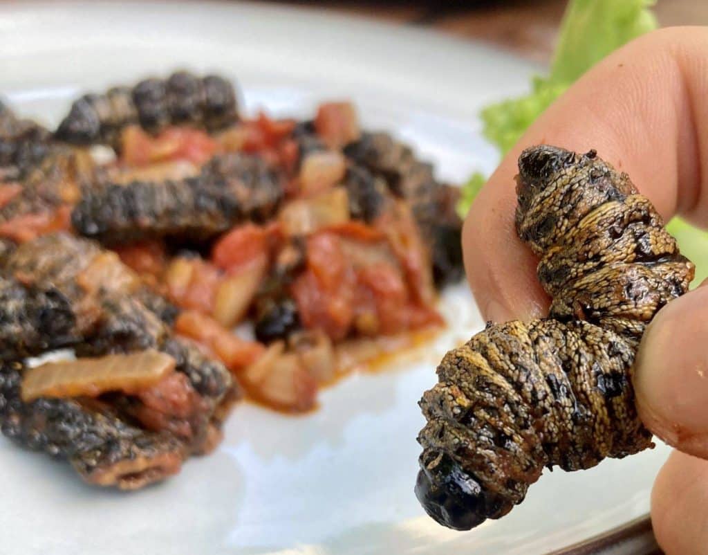 mopane worms in zambia