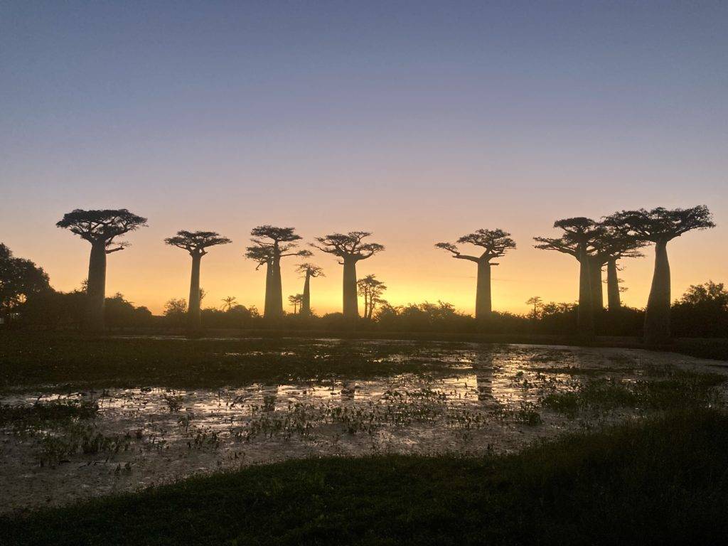 avenue of the baobabs at sunset