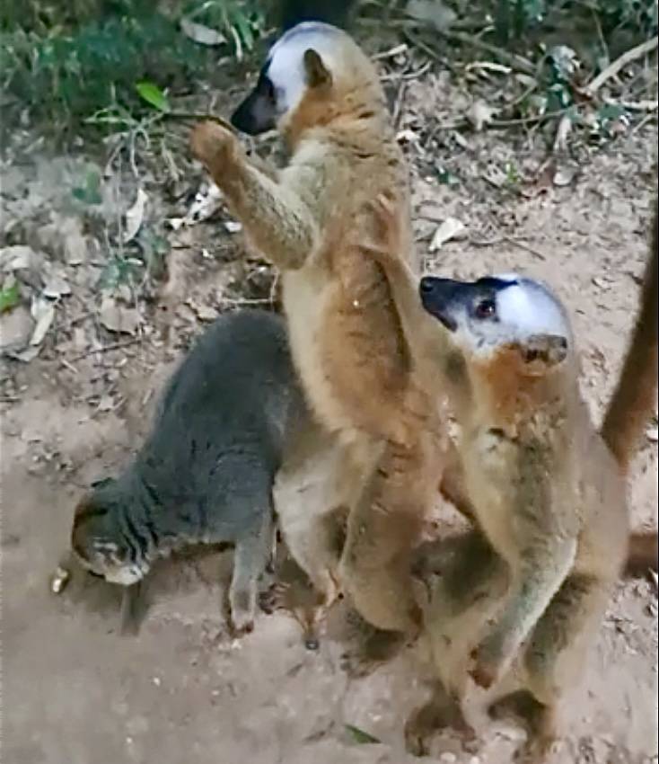 lemurs in madagascar