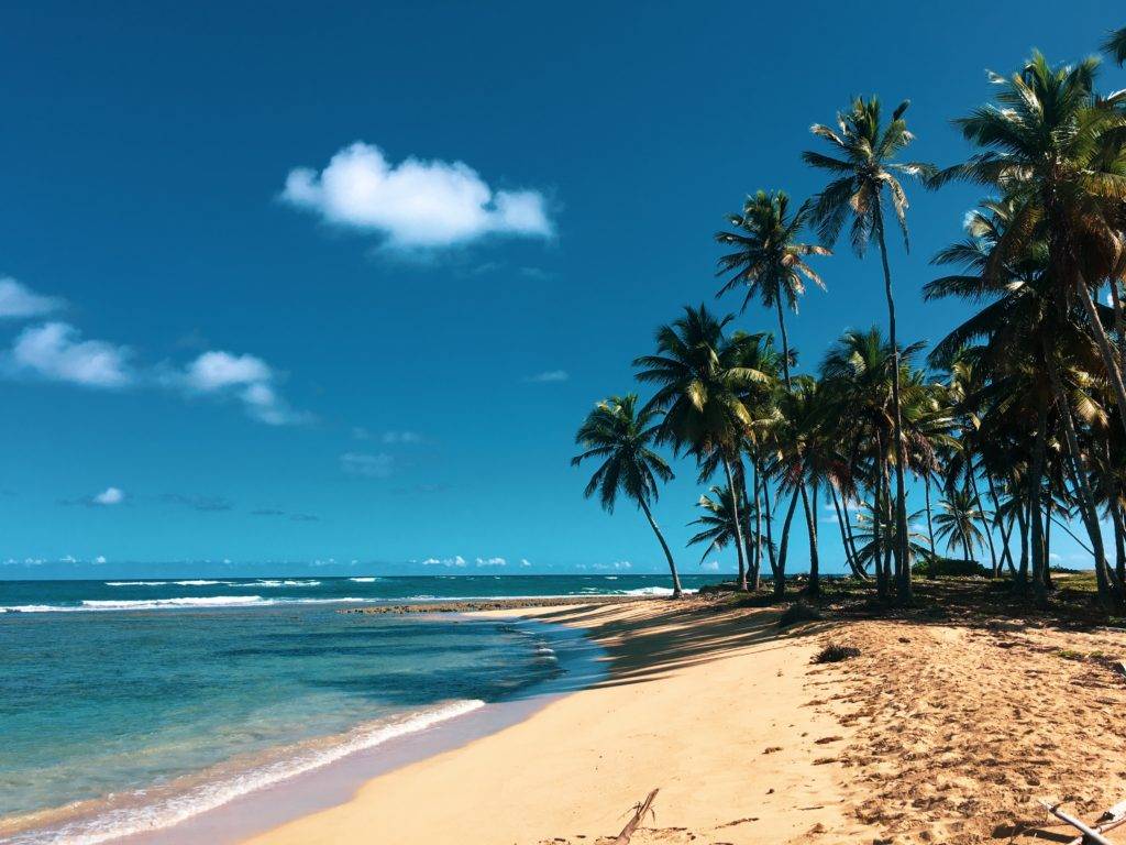dominican beach with palm trees