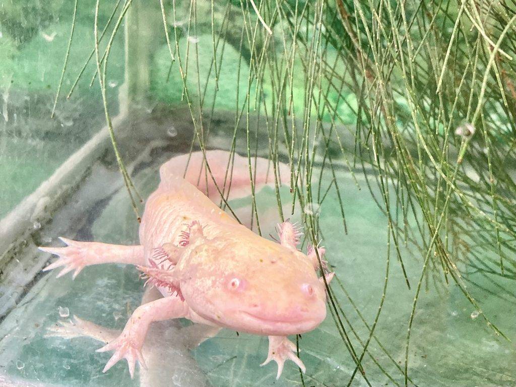 Axolotl in Xochimilco