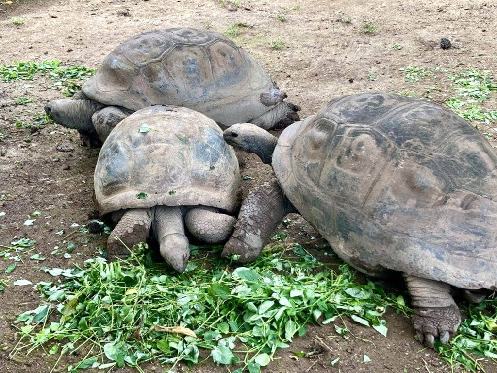 tortoises in Chamarel
