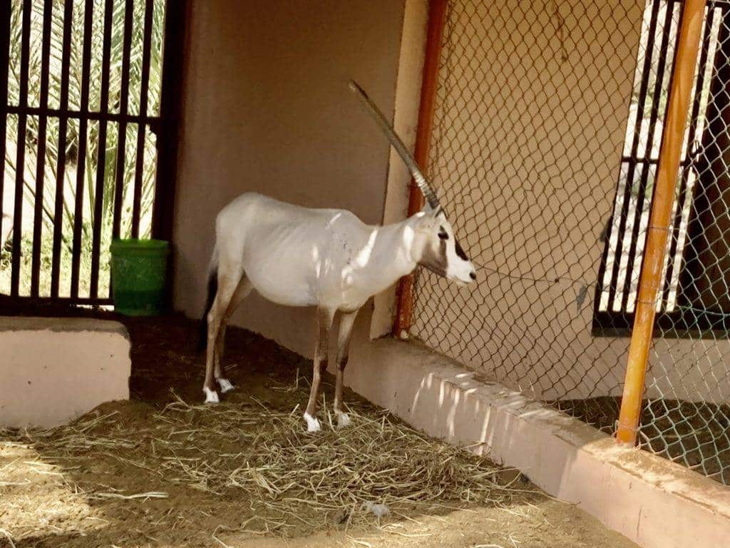 scimitar oryx nizwa