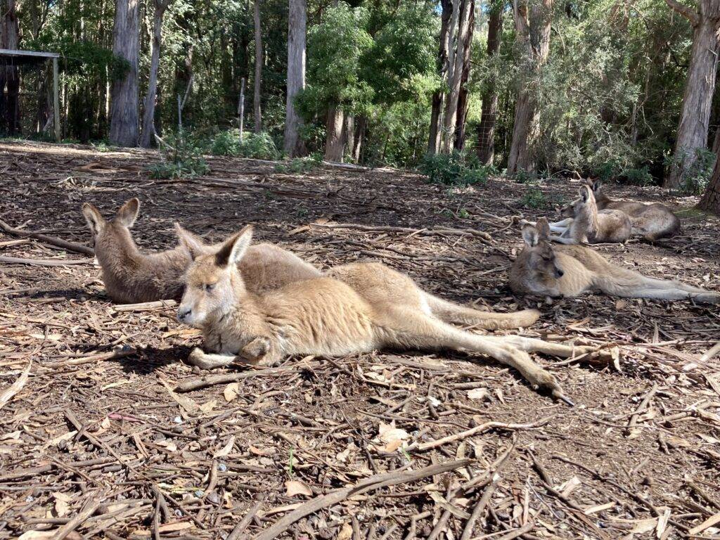 Forester Kangaroos