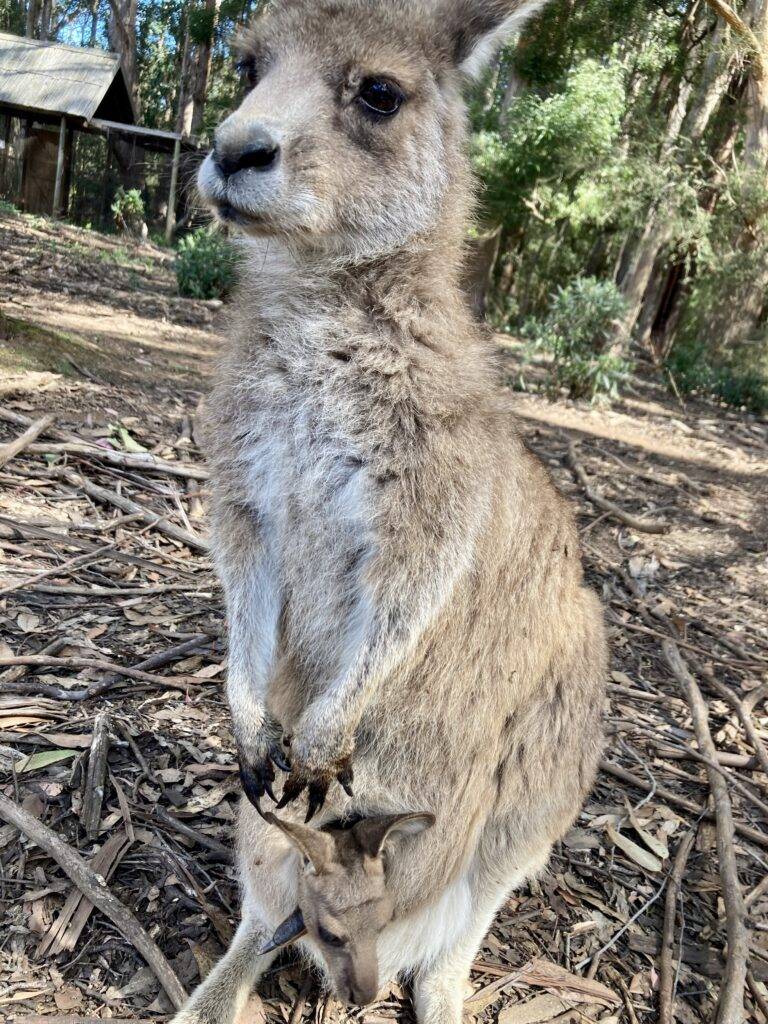 Forester Kangaroo Mom
