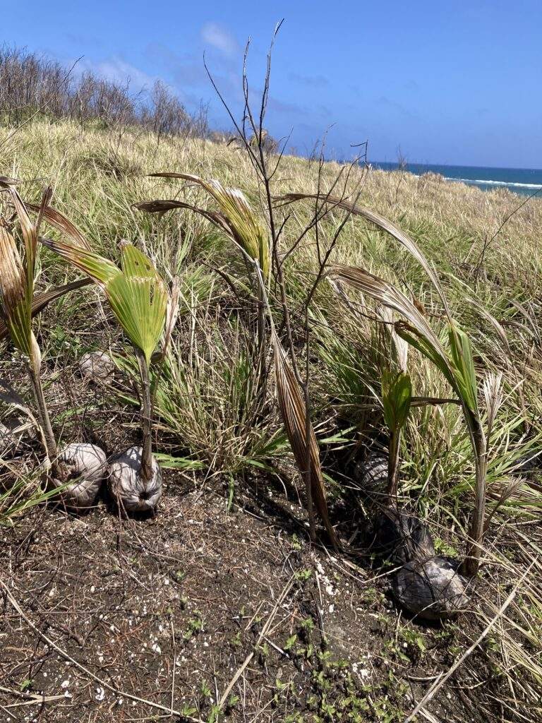 Sprouted coconuts