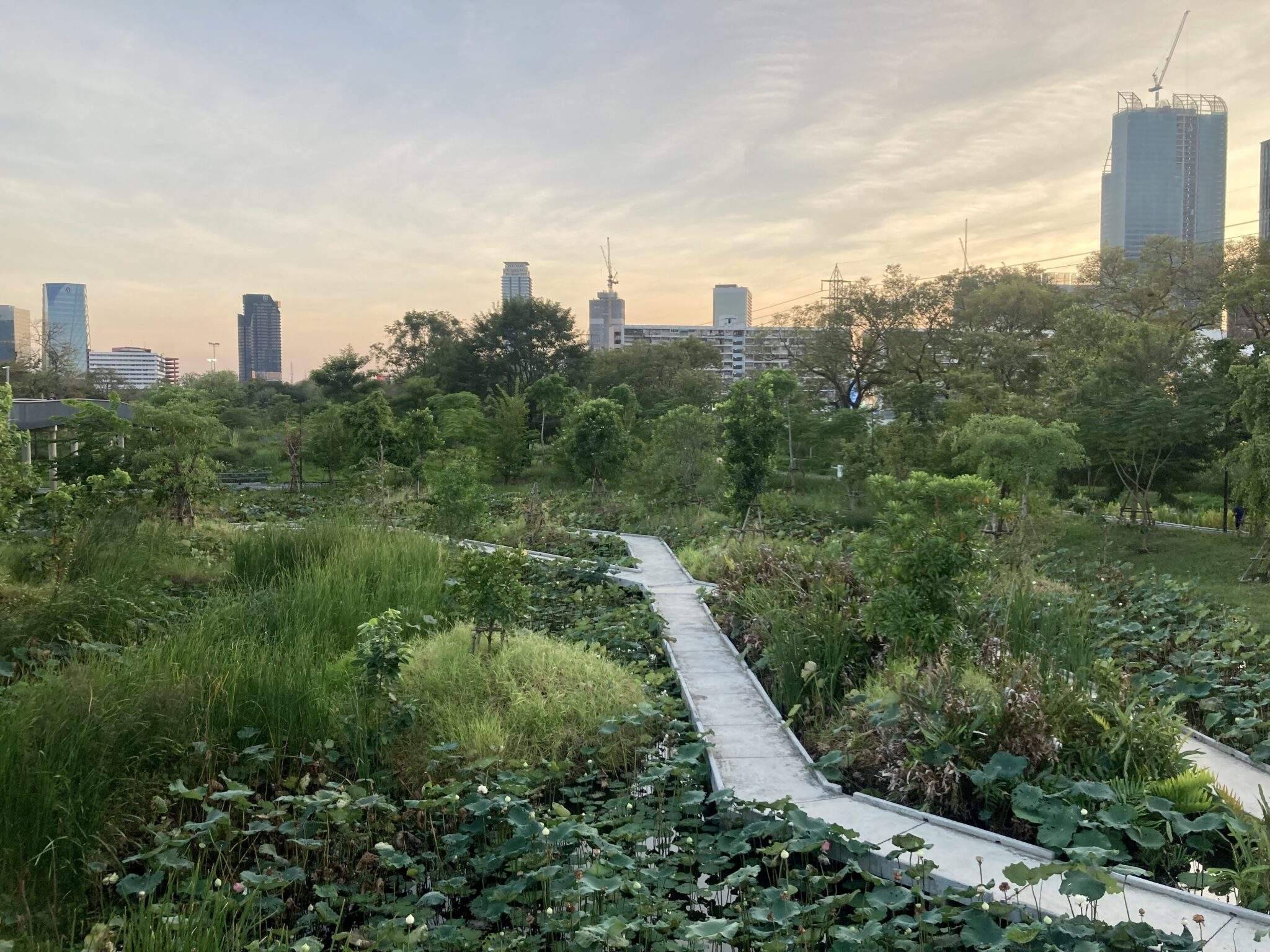 Benjakitti Park: A Guide to Bangkok's Urban Forest