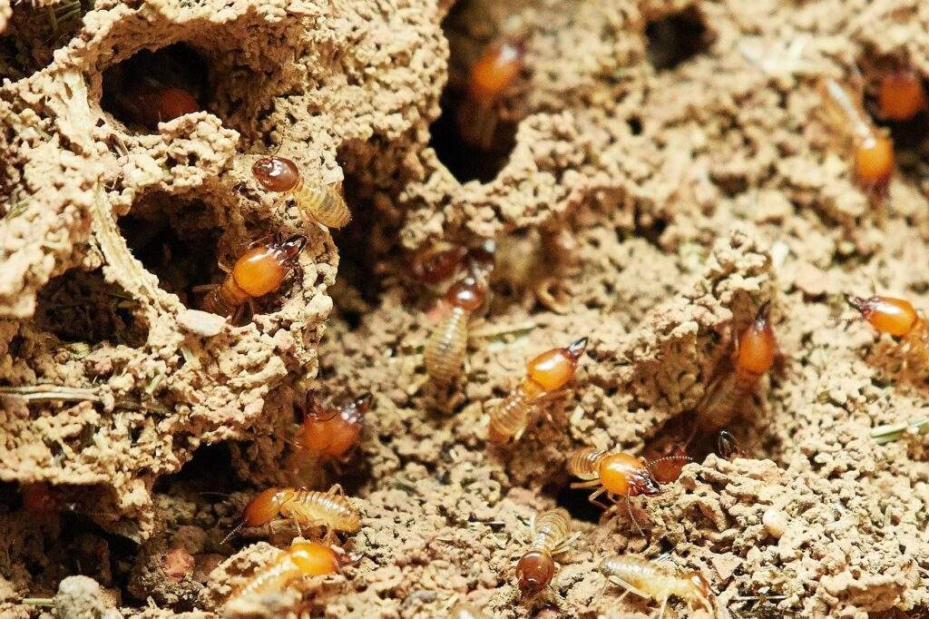 Termites in mound
