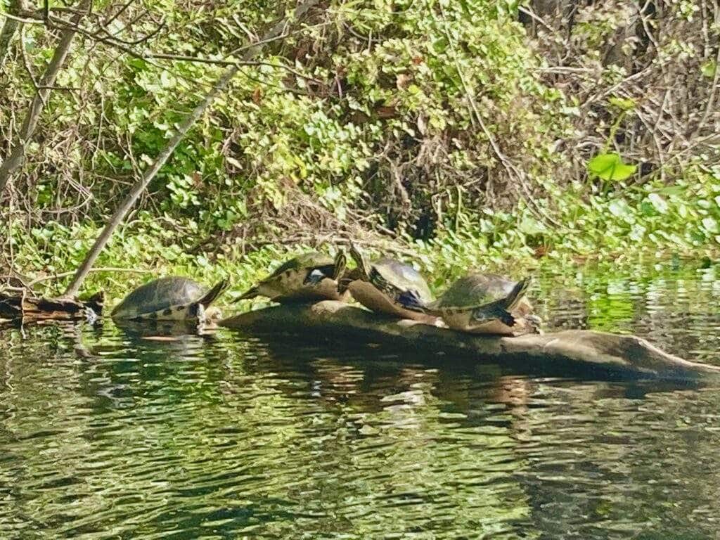 Wekiwa Springs Turtles