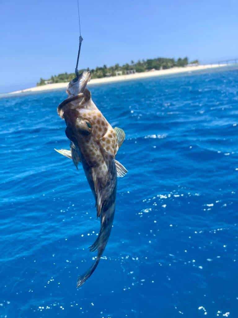 Sabutu Fish